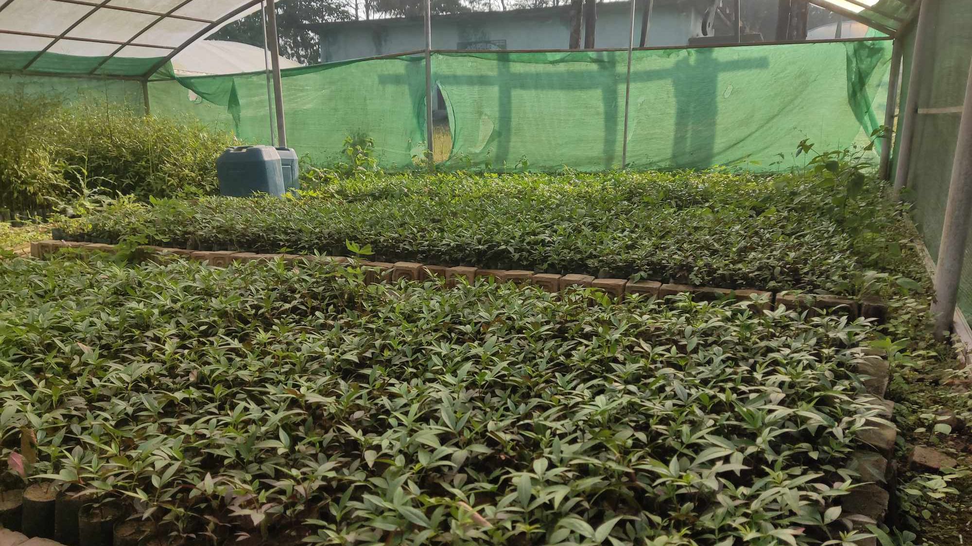 टिमुरका बिरुवा बिक्री गरेर दुई लाख आम्दानी