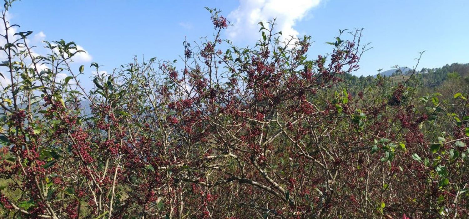 कर्णालीको समृद्धिको आधार : जङ्गल र जडीबुटी